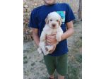 Lagotto romagnolo