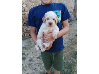 Lagotto romagnolo