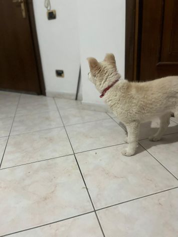 Regalo meravigliosi cuccioli incrocio husky - Foto 8