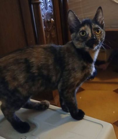 Tarty gattina - Foto 2