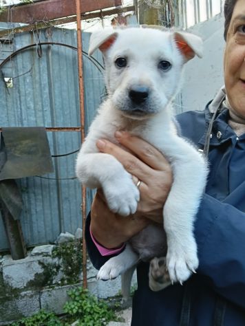 Tomas cucciolo dagli occhi chiari taglia media contenuta - Foto 8