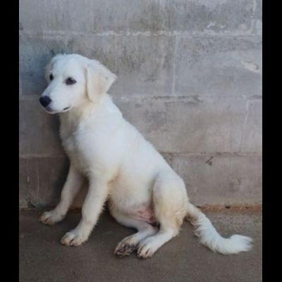 SMILLA GIOVANE CAGNOLINA IN ADOZIONE - Foto 5