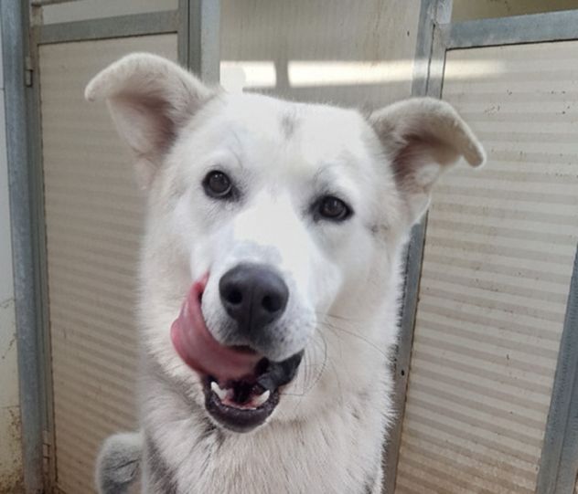 Oscar bellissimo mix husky in adozione - Foto 4
