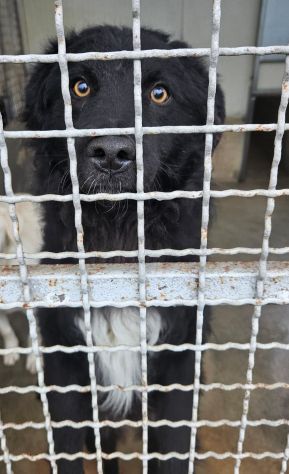 Giò Giò occhi magici, carattere splendido cane in adozione
