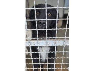Giò Giò occhi magici, carattere splendido cane in adozione