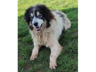 CANE IN ADOZIONE: PEGGY, dolce e determinata.