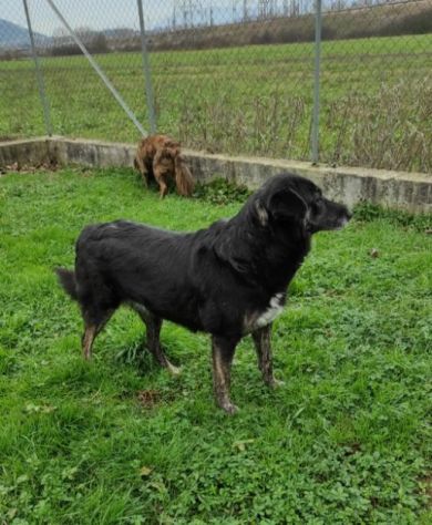 ALMA MATERNA ED AMOREVOLE CAGNOLONA IN ADOZIONE - Foto 5
