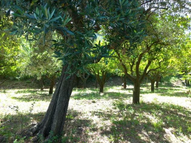 Frutteto in vendita a Nocera Inferiore - Foto 6