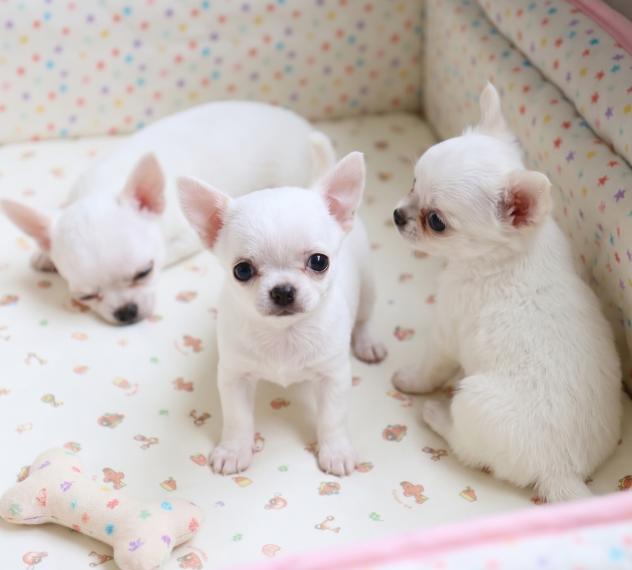 CHIHUAHUA TOY BIANCO CUCCIOLI pag in 12 rate - Foto 2