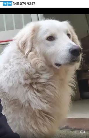 PASQUALE MERAVIGLIOSO; CANE IN ADOZIONE - Foto 2