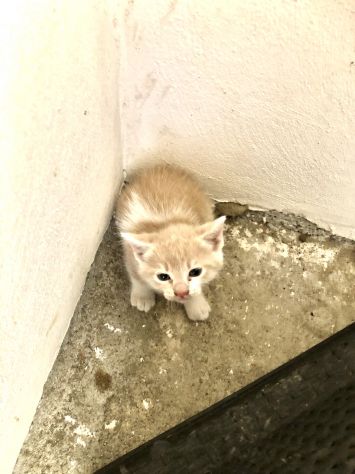 3 splendide gattine di solo 2 mesi - Foto 7