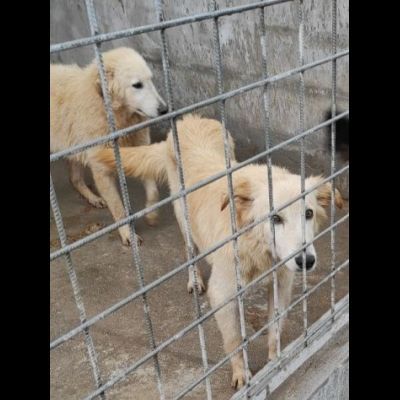 CECCO TENERO E GIOVIALE CAGNOLINO IN ADOZIONE - Foto 8