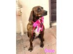 SOLE