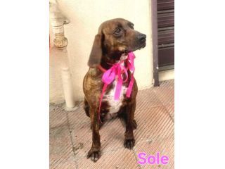 SOLE