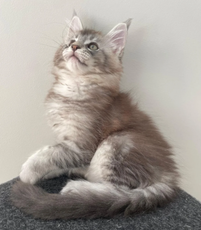 Stupendo Maine Coon gatti - Foto 3