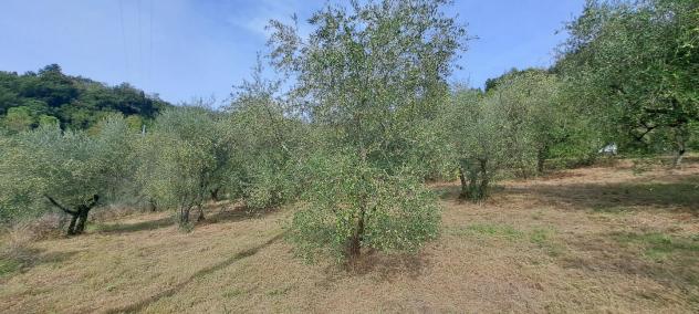 Terreno agricolo in vendita a Castelfranco di Sotto 5340 mq Rif: 1452784 - Foto 4