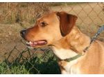 BART, cucciolone mix labrador