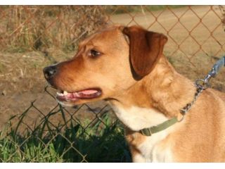 BART, cucciolone mix labrador