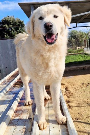 LEO,DOPO L'INFERNO,MERITA UNA STUPENDA ADOZIONE! - Foto 4