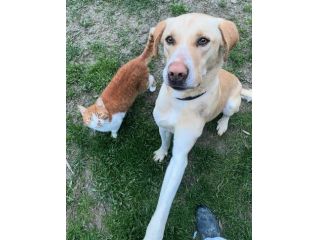 Lily 2 anni mix labrador