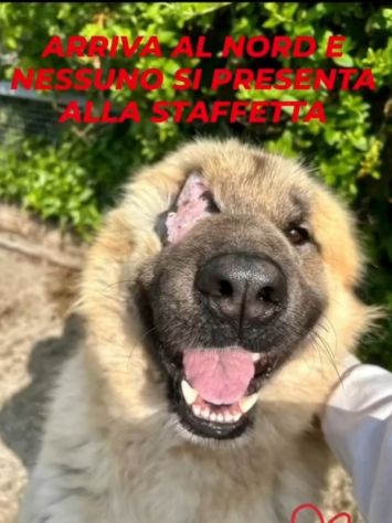 Mix Pastore dei Carpazi 2anni ha xso 1occhio! VOGHERA(PV) - Foto 6