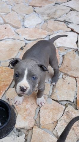 Cuccioli Amstaff Blu con pedigree in Puglia Bari Lecce Taranto Foggia - Foto 9