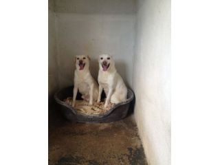 LILLO & COLINO, due cani adorabili