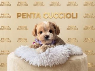Maltipoo bicolor - cuccioli selezionati