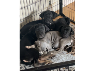 Bellissimi cuccioli di cane corso