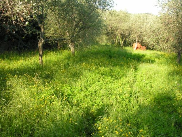 Villa Faraldi (IM) terreno edificabile
