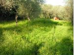 Villa Faraldi (IM) terreno edificabile