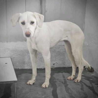 QUERA CAGNOLINA IN ADOZIONE - Foto 2