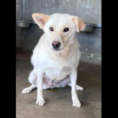 UN'OPPORTUNITA' ANCHE PER BLANGE, CAGNOLINA IN ADOZIONE - Foto 4