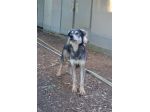 Seth bellissimo cucciolone in canile. In adozione