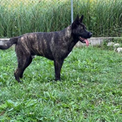 BLACK SALVIAMOL DAL CANILE CANE IN ADOZIONE - Foto 5