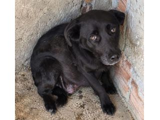 GILDA 9/10 ANNI 18 kg circa taglia media