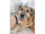 UN'OPPORTUNITÀ PER QUESTE ANIME LOKY, DUCA, NELLO, CANI IN ADOZIONE