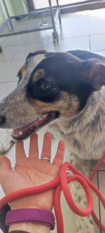 Kiki in adozione - Foto 4