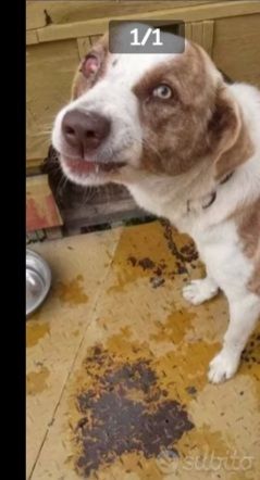 5anni buono ferito ad 1occhio( ora migliorato)URGE AIUTO X CHARLY - Foto 4