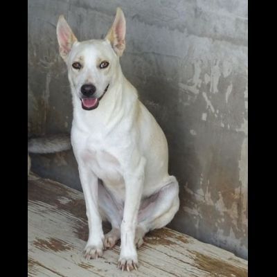 BEA E WHITE vite buttate, cani in adozione - Foto 5