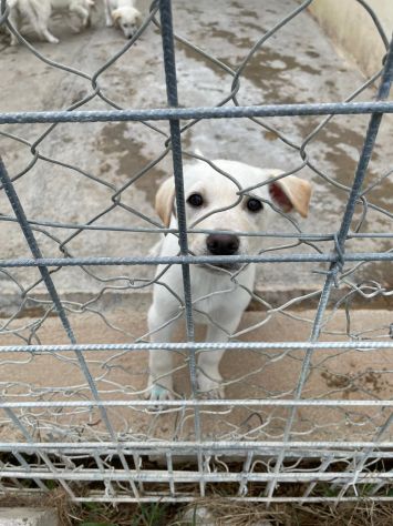 CUCCIOLI 2 MESI SIMIL LABRADOR taglia media - Foto 7
