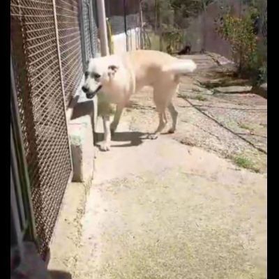 LIBECCIO bravo e pacato, aspetta una famiglia, cane in adozione - Foto 5