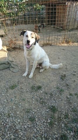 LEON, bellissimo cucciolone - Foto 2