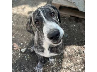 ENEA CUCCIOLO DA SOGNO IN ADOZIONE