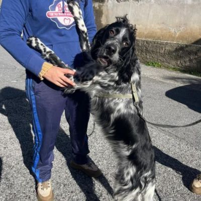 DOLLY cerca coccole e carezze, CAGNOLINO IN ADOZIONE - Foto 5