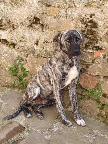 CUCCIOLONE IN ADOZIONE , vive in strada