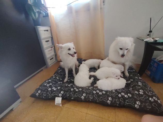 Cuccioli di Volpino tedesco