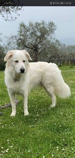 CANE IN ADOZIONE: LA STORIA DI LELLO - Foto 6