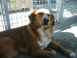RIKY, un gran bel cagnolotto - Foto 3