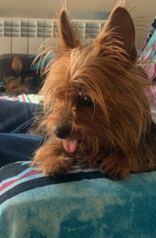Splendidi cuccioli di Yorkshire Terrier
